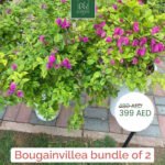 Outdoor Plants Bougainvillea bushy bundle