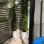 Cone Shape Ficus Each