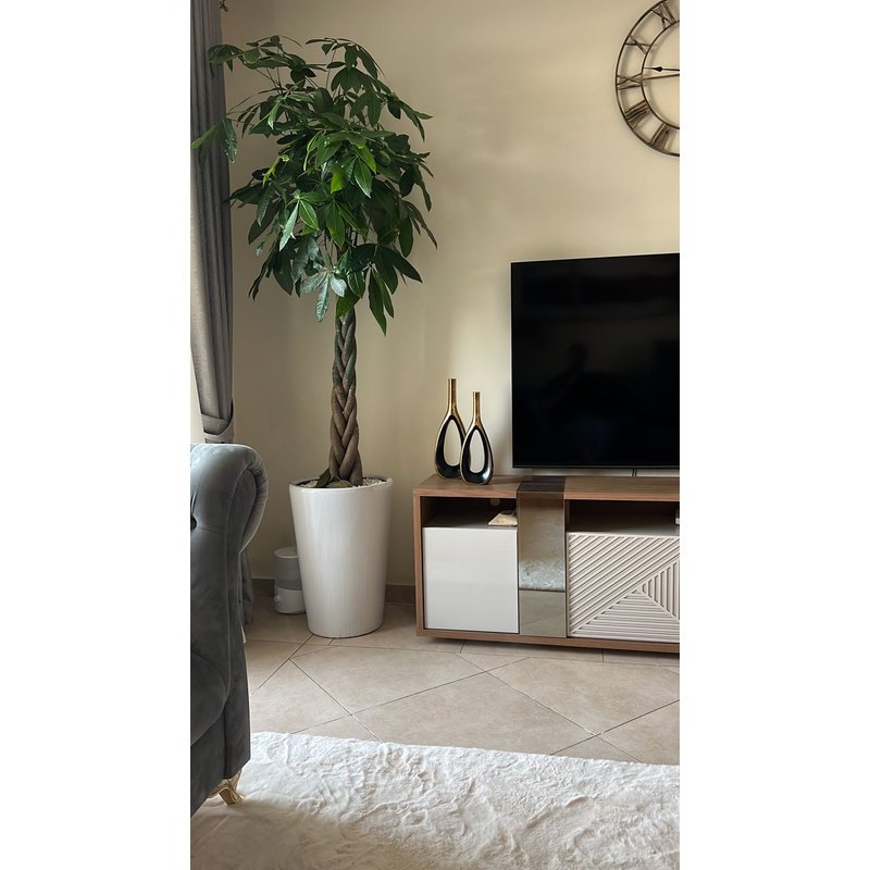 IMG-20220723-WA0042.jpg Office Plants Money Tree XL Twisted Feng Shui in White Pot - Image 1