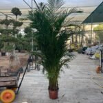 Areca Big Each in nursery pot - Image 2