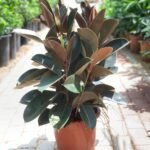 Rubber Plant Medium 3 to 4pp in Nursery Port
