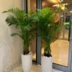 Office Plants Areca Medium (2pc) Bundle - Image 5