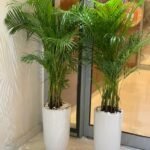 Office Plants Areca Medium (2pc) Bundle - Image 4