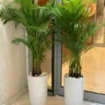 Office Plants Areca Medium (2pc) Bundle - Image 3