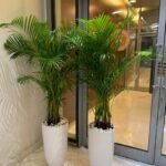 Office Plants Areca Medium (2pc) Bundle - Image 2