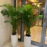 Office Plants Areca Medium (2pc) Bundle