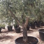XL Aged Olive Multiple Trunk - Image 3