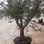 XL Aged Olive Multiple Trunk - Image 2