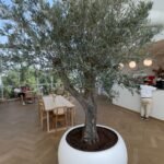 Olive Tree Multiple Trunk XL in fiber - Image 2