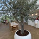 Olive Tree Multiple Trunk XL in fiber