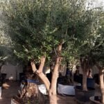 XL Aged Olive Multiple Trunk