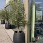 OLIVE thick trunk in fiber pot