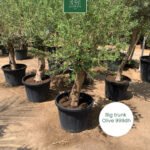 OLIVE Big Trunk PROMO