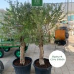 OLIVE Big Trunk PROMO - Image 2