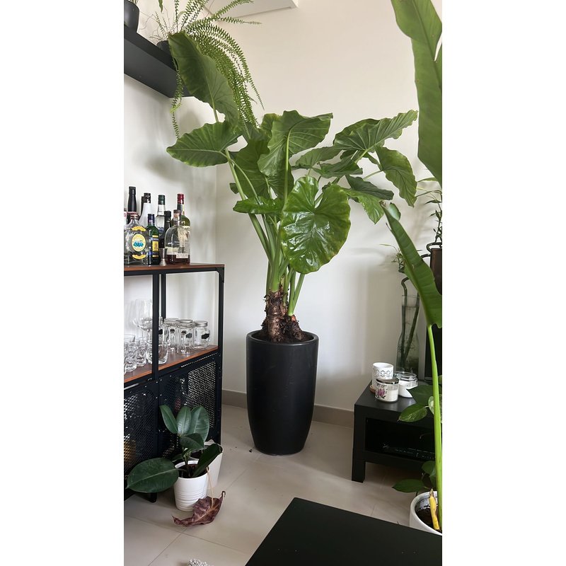 IMG-20221006-WA0090_7b1bad81-12b3-4cdd-84a7-89fafb89c9c2.jpg Office Plant Giant Taro - Image 1