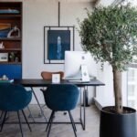 Office Olive in fiber pot