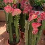 Flowering Cactus in Nursery Pot