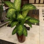 Office Plants Dieffenbachia Morning Dew Premium Collection