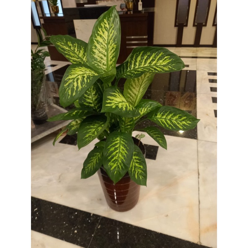 IMG-20221022-WA0002.jpg Office Plants Dieffenbachia Morning Dew Premium Collection - Image 1