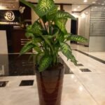 Office Plants Dieffenbachia Morning Dew Premium Collection - Image 2
