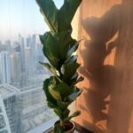 Fiddle in Gold pot Premium Collection| 140-150cm