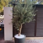 XL olive in fiber pot