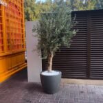 XL olive in fiber pot - Image 2