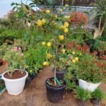 Lemon tree Yellow Premium