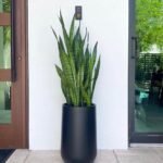 Office Plants Sanseveria in Black Premium Collection