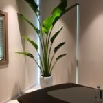 Travellers Palm in marble 3m-3.5m