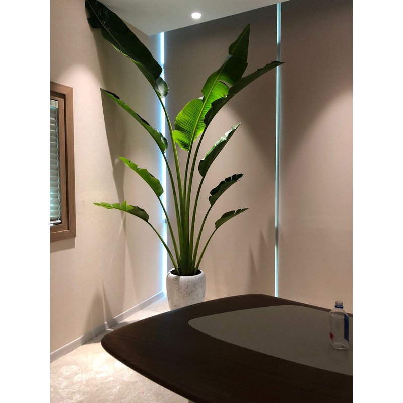 IMG-20221107-WA0144.jpg Travellers Palm in marble 3m-3.5m - Image 1