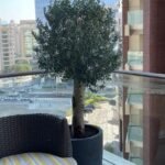 Office Olive in fiber pot - Image 2