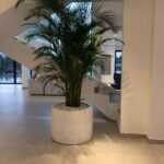 Office Plant Areca Palm XL Premium