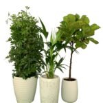 Indoor Plants Bundle