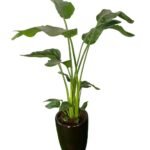 Office Plant Bird of Paradise Medium - Image 3
