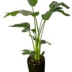 Office Plant Bird of Paradise Medium - Image 2