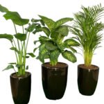 Office Plant Premium Bundle in Black Low-Light