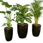 Office Plants (3pc) Bundle - Image 2