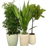 House Plants Air Purifying Plants Combo 3pc