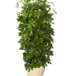 Umbrella Plant XL Promo