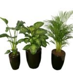 Office Plants (3pc) Bundle