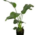 Office Plant Bird of Paradise Medium