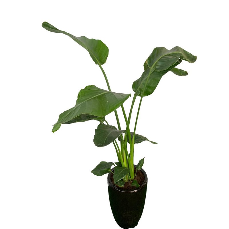IMG-20221117-WA0187_fda3efd7-f4d2-47f9-ac27-f9cecade7fd4.jpg Office Plant Bird of Paradise Medium - Image 1
