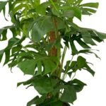 Office Plant Big Swiss Cheese Monstera in Fiber Pot