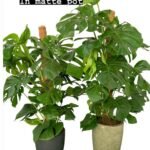 Office Plant Big Swiss Cheese Monstera in Fiber Pot - Image 2