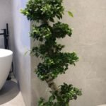 Office Plant Bonsai Big