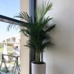 Areca Medium PROMO