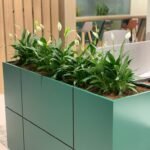 Office Plant Peace lily Arrangement - Image 2
