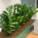 Office Plants Zizi Arrangement for Planter - Image 2