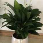 Peace Lily in crystal NEW